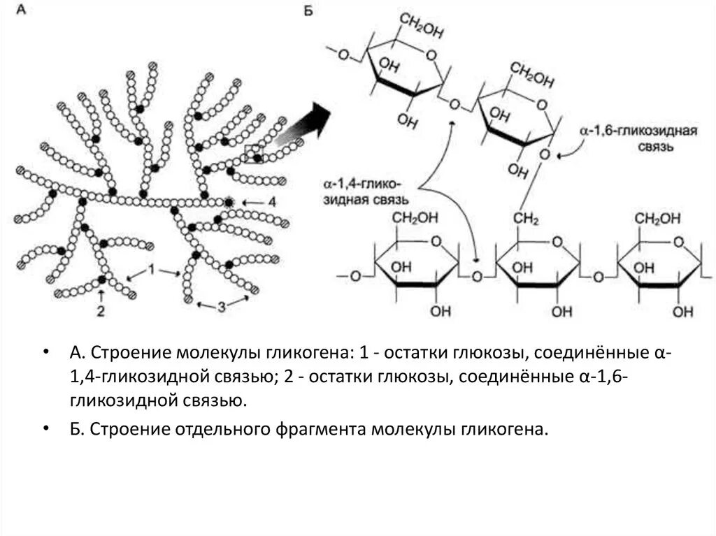 Связь 4 гликозидная. Гликоген формула и структура. Фрагмент строения гликогена. Химическая структура гликогена. Строение гликогена биохимия.