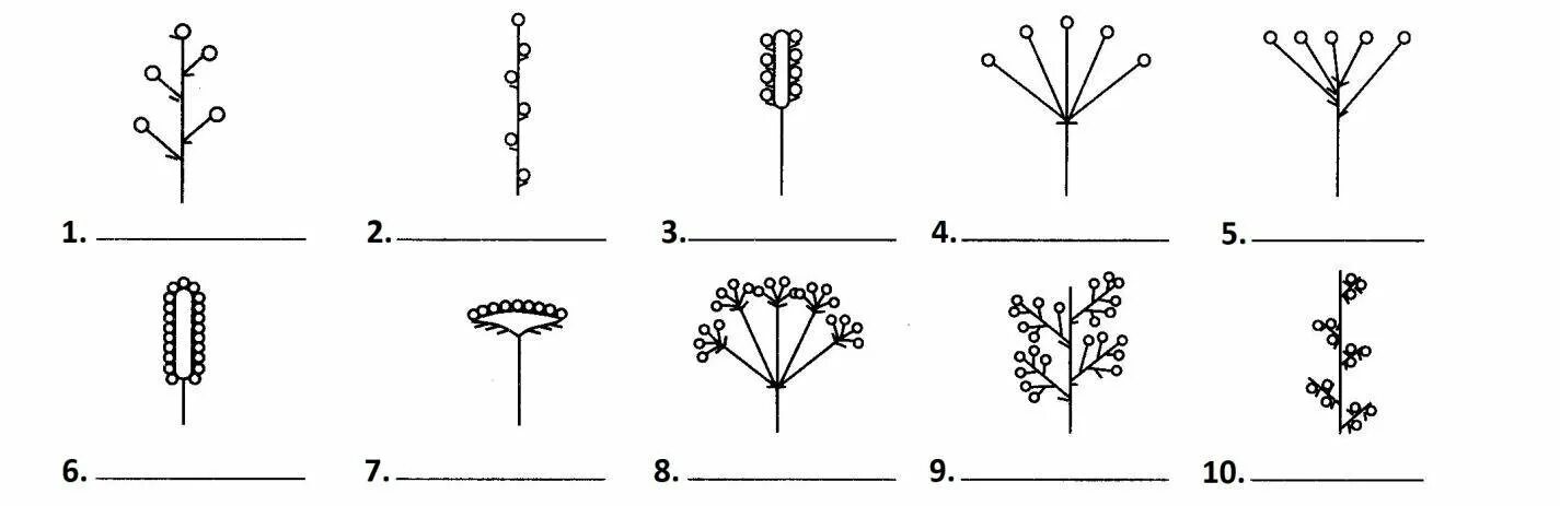 Рис соцветия биология 6 класс. Схемы соцветий 6 класс биология. Соцветия 6 класс биология. Типы соцветий 6 класс. Тест цветок соцветие 6 класс биология