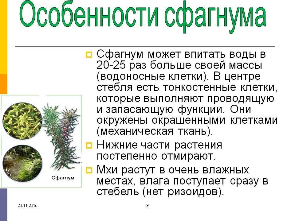 Что характерно для мхов. Особенности строения сфагнума. Особенности строения клеток сфагнума. Мох сфагнум характеристика. Торфяной мох сфагнум строение.