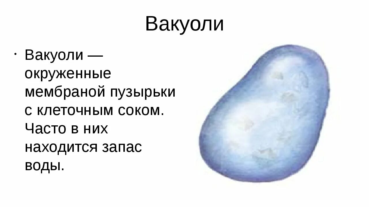 Вакуоль деление клеток. Вакуоли у растений 5 класс биология. Вакуоль строение 5 класс биология. Вакуоль схематичное строение. Вакуоль клетки рисунок.