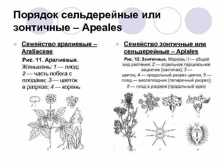 Багульник жизненная форма тип соцветия. Сельдерейные (зонтичные) плод. Схема цветка семейства зонтичные. Характеристика семейства сельдерейные (зонтичные).. Тип плода зонтичных сельдерейных.