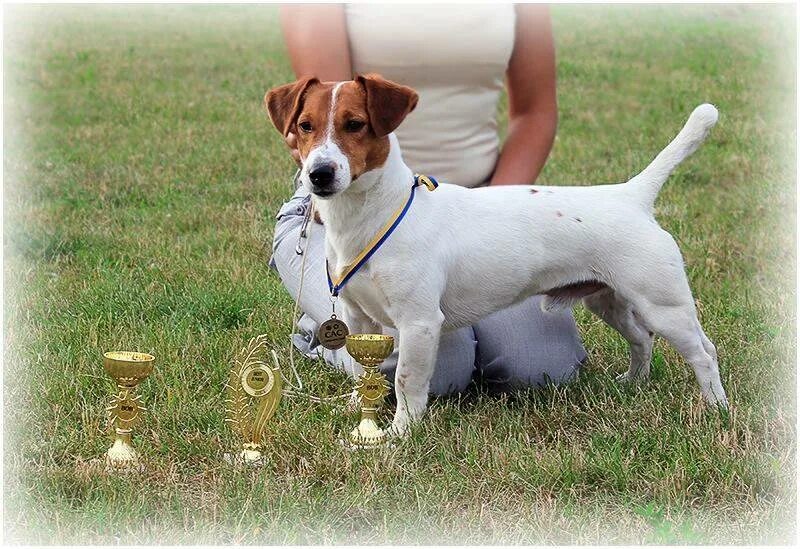 Как воспитать джека. Купированный Джек Рассел. Кобель для вязки Russell Terrier. Мини Джек Рассел терьер и стандарт. Джек Рассел взрослый.