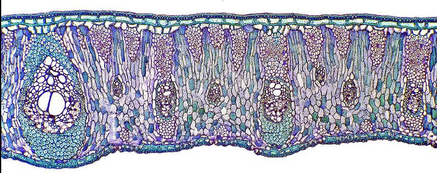 Микрофотография среза листа. Поперечный срез листа фикуса. Микрофотография поперечного среза листа. Поперечный срез листа микроскоп. Поперечный срез листа фикуса поперечный.