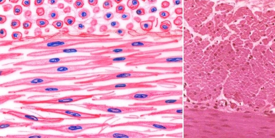 Гладкие мышцы многоядерные. Клетки мышечной ткани гистология. Миоциты гладкой мышечной ткани. Миоциты гистология. Гладкая мышечная ткань микропрепарат.