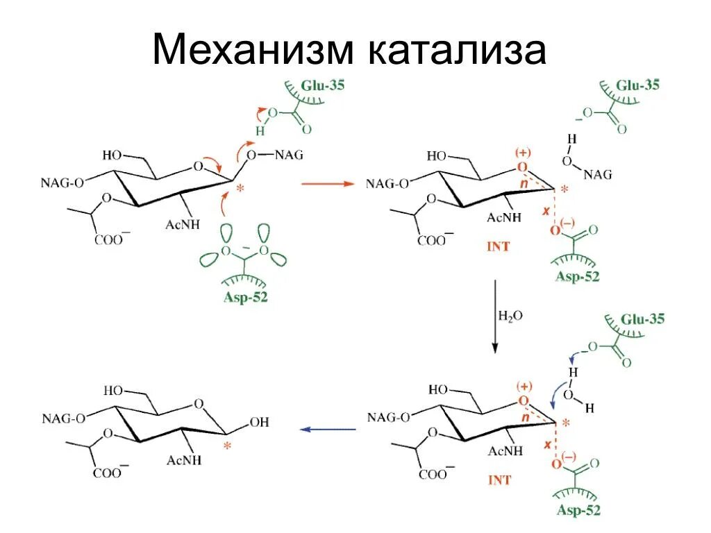 Механизм катализа. Механизм действия лизоцима. Катализ это биохимия. Лизоцим биохимия.