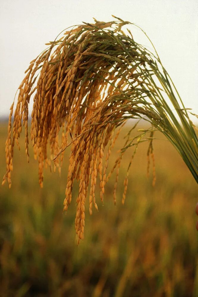 Rice сноп. Oryza Sativa. Колосья риса. Рис злаковое растение.