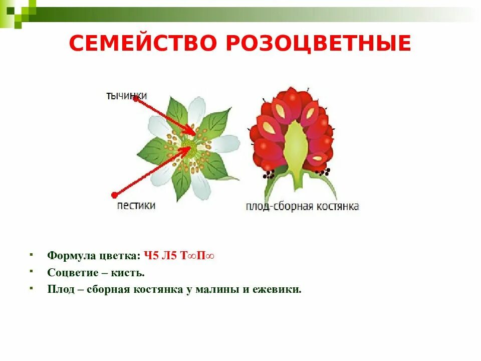 Тип соцветия малины