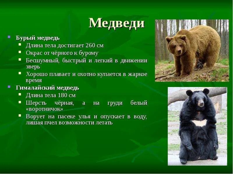 Бурый медведь обитает. Длина тела бурого медведя. Бурый медведь вес. Ве в зрослого бурого медведя. Какая длина бурого медведя.
