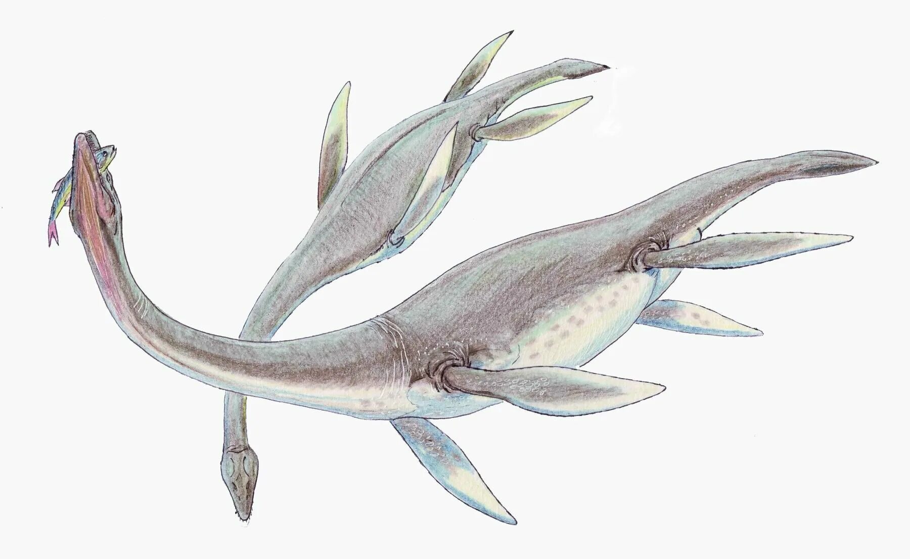 Ихтиозавры стегоцефалы. Plesiosaurus dolichodeirus. Плезиозавры триаса. Ихтиозавры и плезиозавры. В Триас. Лохнесское чудовище Плиозавр.