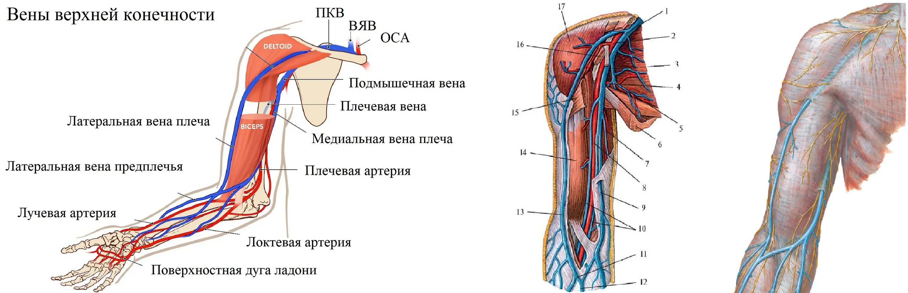 Анатомия мышц и сухожилий локтевого сустава. Топографическая анатомия верхней конечности артерии нервы. Нерв на плече топографическая анатомия. Ветви подключичной и подмышечной артерии. Топография лимфатических сосудов и узлов верхней конечности.