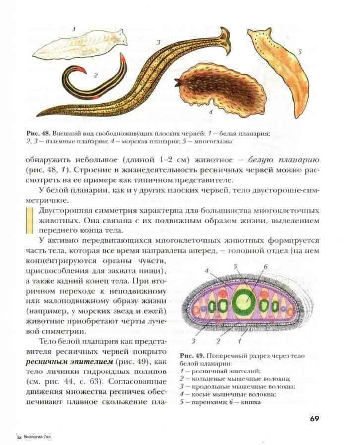 Органы чувств белой планарии. Тип плоские черви органы чувств. Биология 7 класс учебник черви. Органами чувств свободноживущих плоских червей. Органы чувств плоских червей.