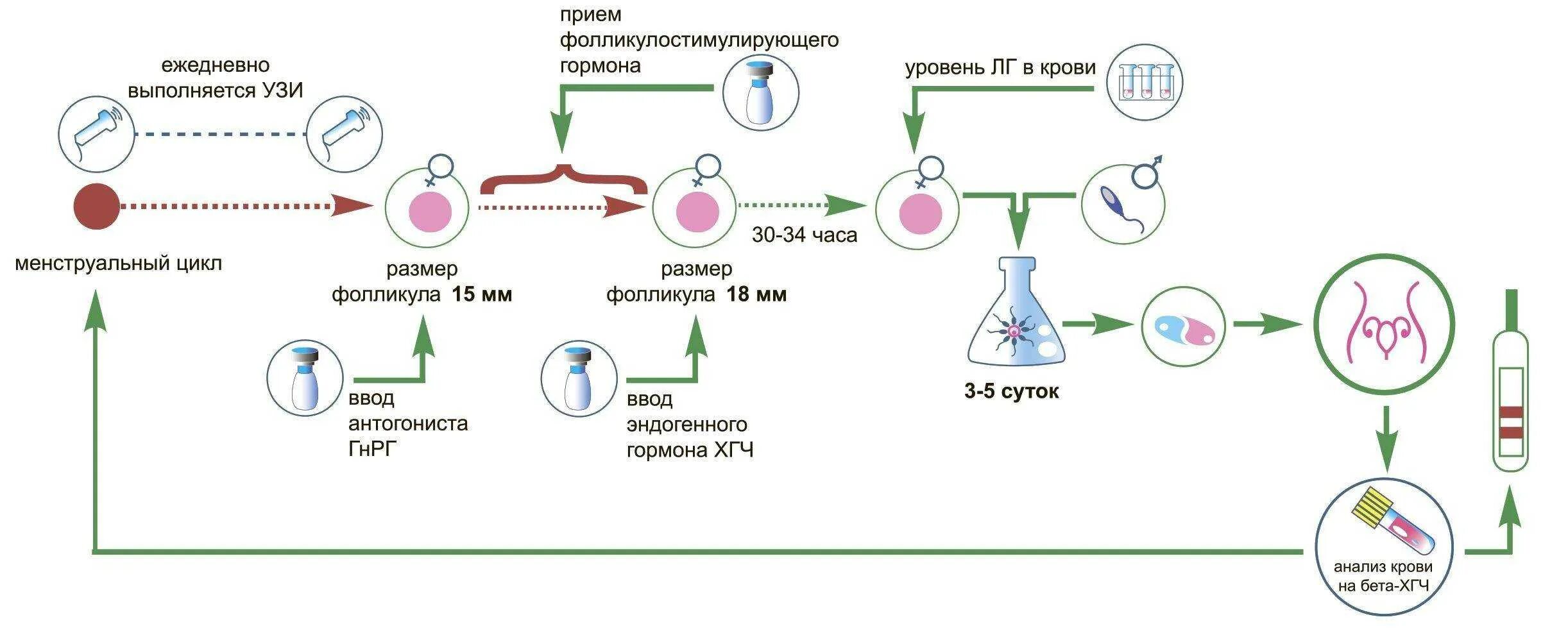 Как проходит протокол эко. Эко стадии по дням цикла. схема короткого протокола эко по дням. этапы эко по дням короткий протокол. этапы длинного протокола эко.