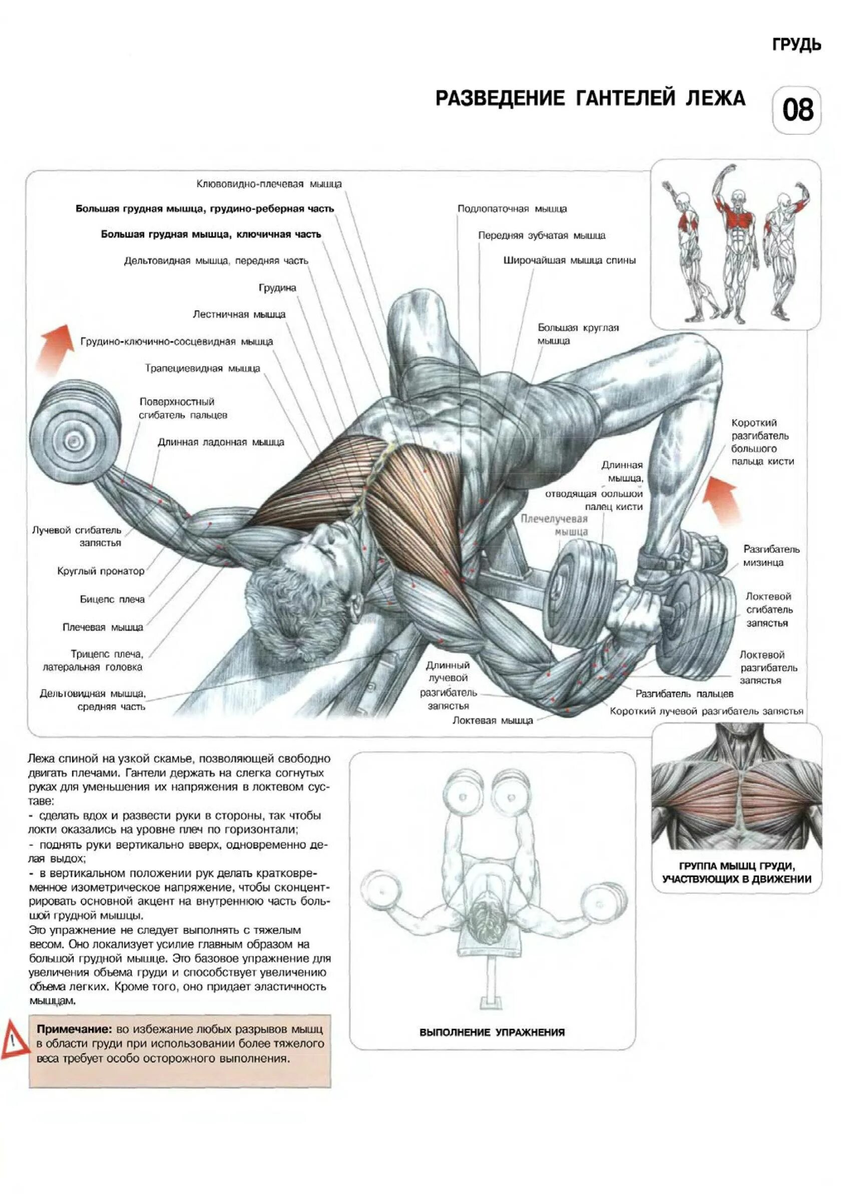Упражнения в зале для грудных мышц мужчин. Упражнения на грудную мышцу разводка гантелей. Базовые упражнения на грудные мышцы с гантелями. Упражнения для закачки грудной мышцы. Упражнения для прокачки грудных мышц для мужчин.