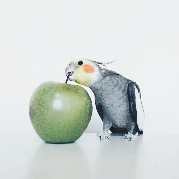 Можно попугаям яблоко. Попугай корелла. Попугай и яблоко. Попугай ест яблоко. Смешные попугаи.