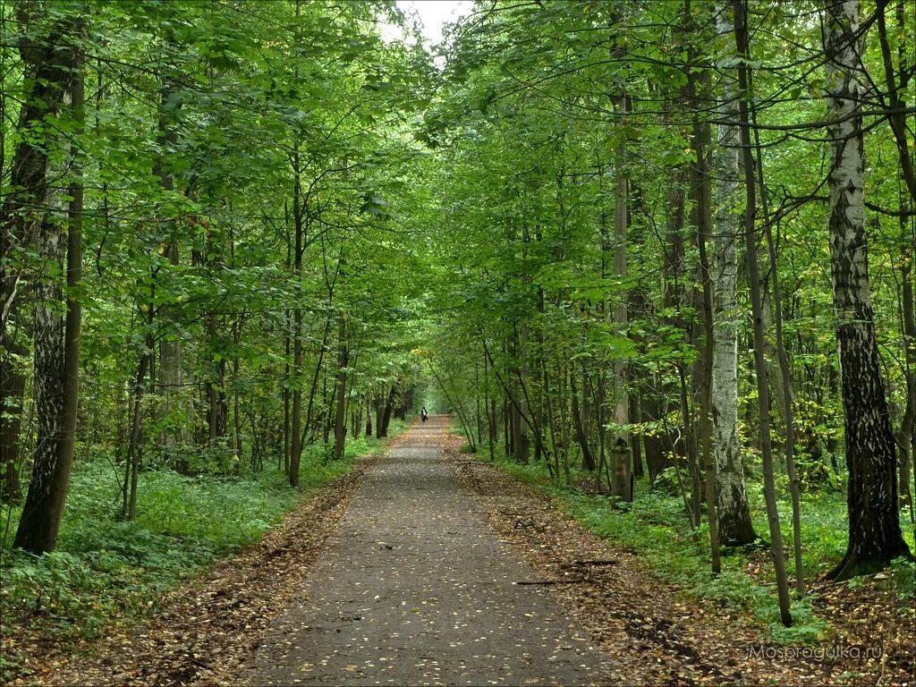 в стороне 3 лесной. деревня маяк владимирская область. участок фореста лесная поляна. беловежская пуща лес сосновый. развилка дорог в парке.