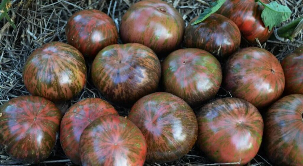 Сорт томата стринги. Томат стринги отзывы. Семена томат "гном стринги". Гном стринги томат описание. Томат гном стринги.