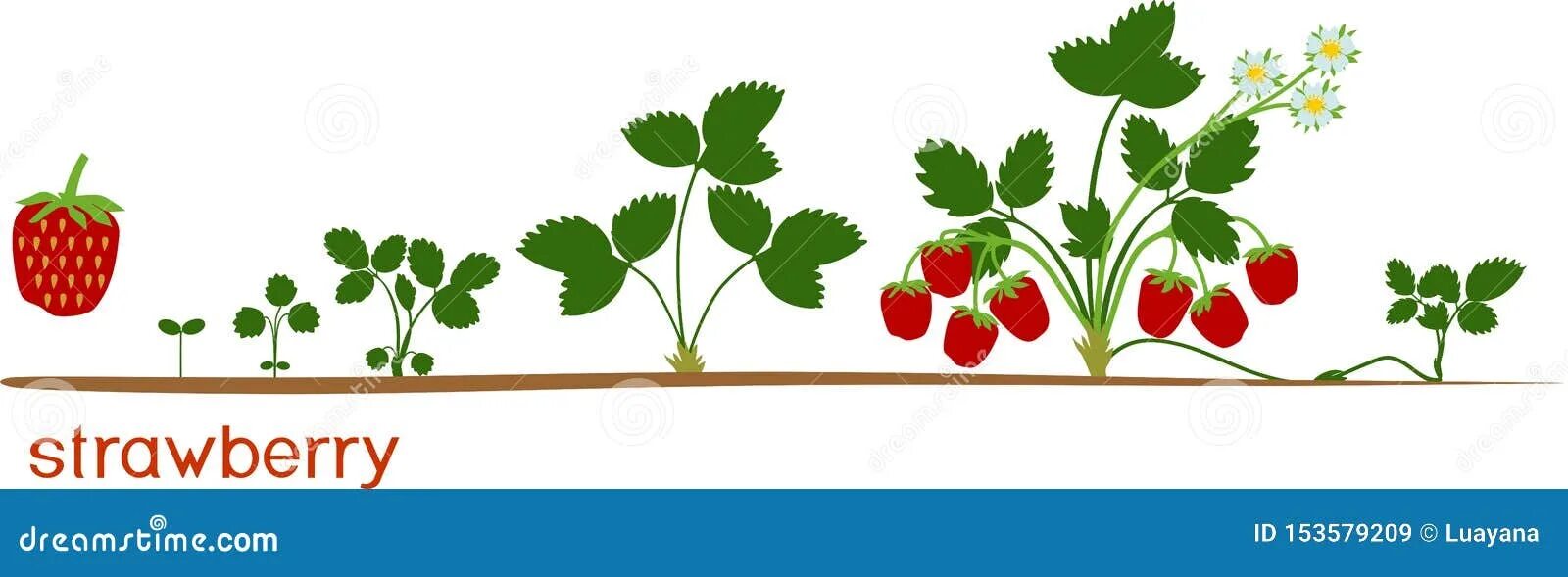 Рост клубники. Фазы развития земляники садовой. Рост клубники. Этапы роста земляники. Клубника априка.
