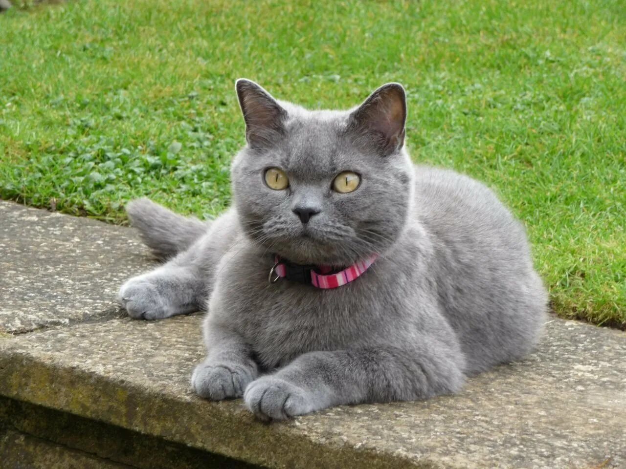 Породы кошек серая британская. Британская короткошёрстная кошка голубая. Британский короткошерстный кот серый. Британская кошка короткошерстная серая. Британский короткошерстный кот голубой.