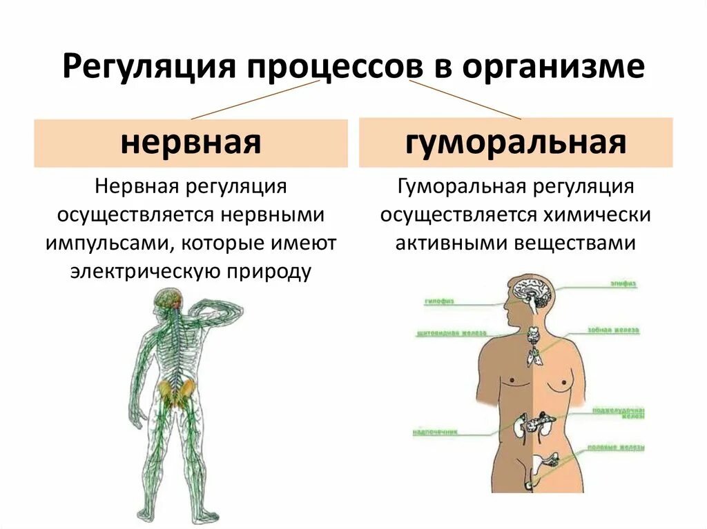 Передают сигналы в организме. Нервно-гуморальная регуляция функций организма.. Нервная и гуморальная регуляция функций организма. Гуморальная регуляция функций. Железы внутренней секреции.. Нервно гуморальная регуляция схема.