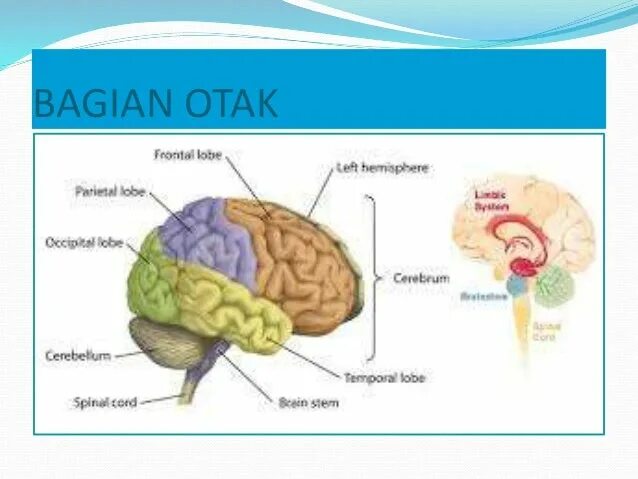 Capability of human brain. Physical structure of the Human Brain. Части мозга на английском. Мозг на английском. Parts of the Brain.