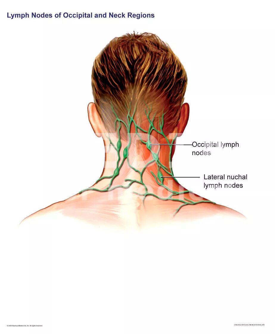 Шейные лимфатические узлы анатомия. Воспалился затылочный лимфоузел. Затылочные лимфатические узлы располагаются. Лимфоузлы затылочные причины