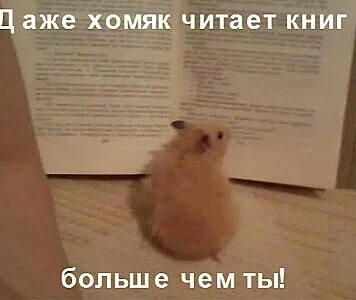 Читающий хомяк