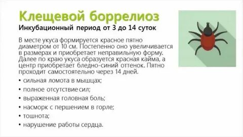 Через какое время проявляется энцефалит после укуса