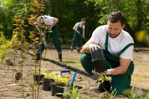 The gardener planted some
