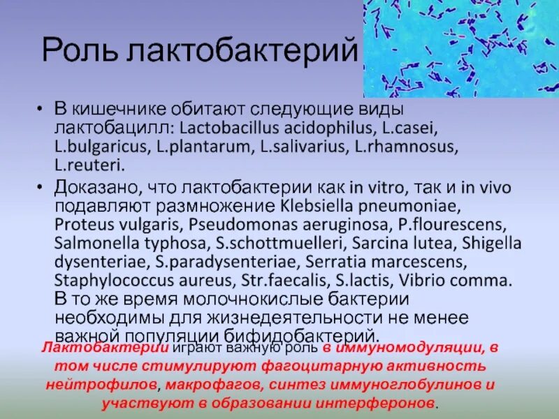 Дефицит лактобактерий. Функции бифидобактерий и лактобактерий. роль лактобактерий в кишечнике. роль бифидобактерий и лактобактерий. лактобактерии роль.