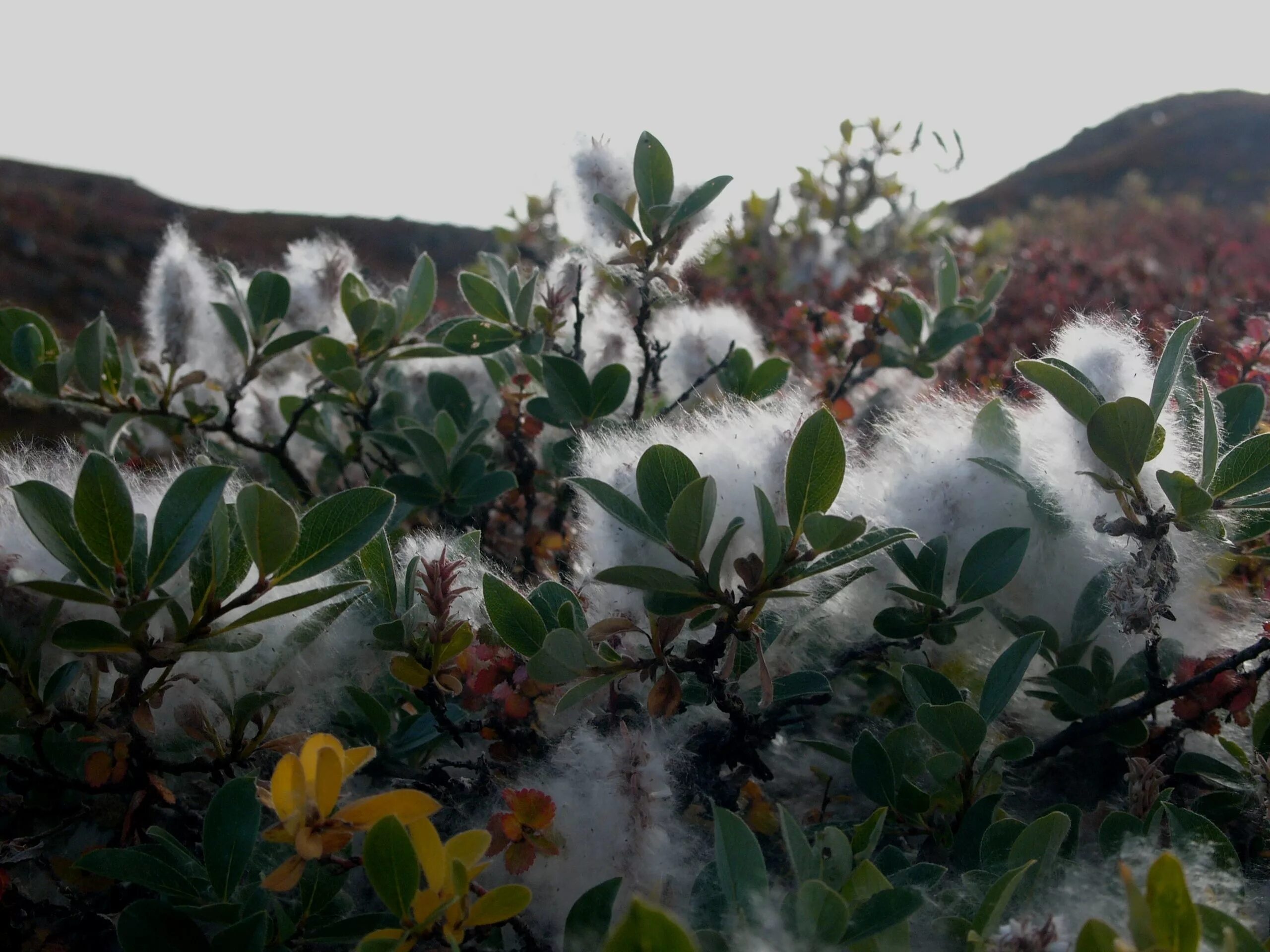 Полярная Ива в тундре. Salix glauca. Ива сизая (Salix glauca). Карликовая Ива в тундре. Карликовая ива фото