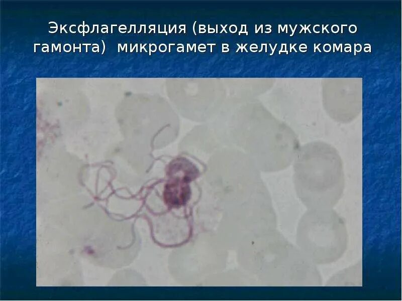 Микрогаметоцит это. Эксфлагелляция. Гамонты это в паразитологии. Эксфлагелляция микрогамет с образованием.