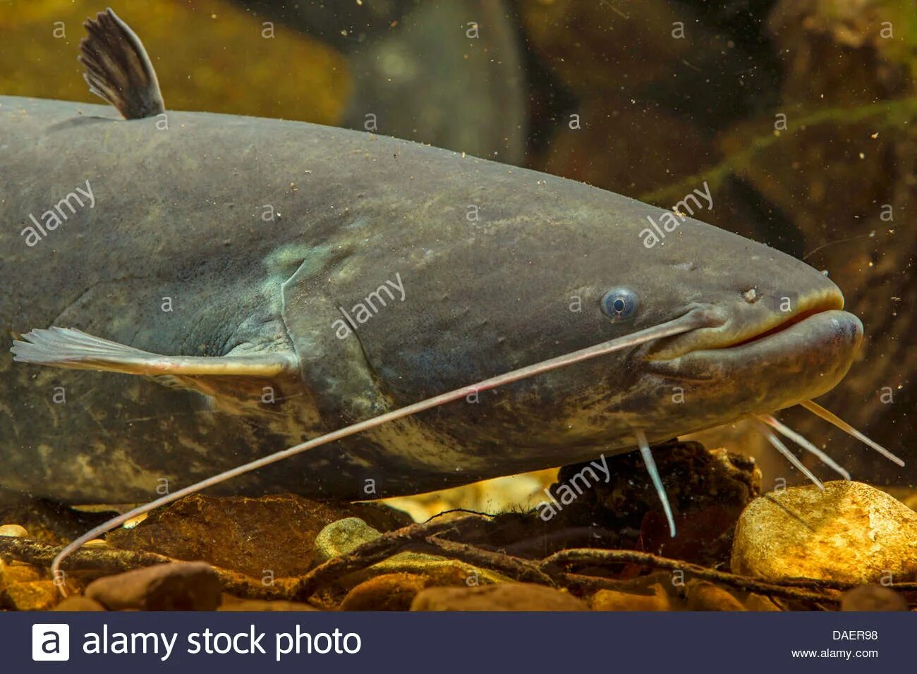 Турк ру сом 11. Краснохвостый сом. Silurus GLANIS рыба. Европейский сом альбинос. Морской сом.