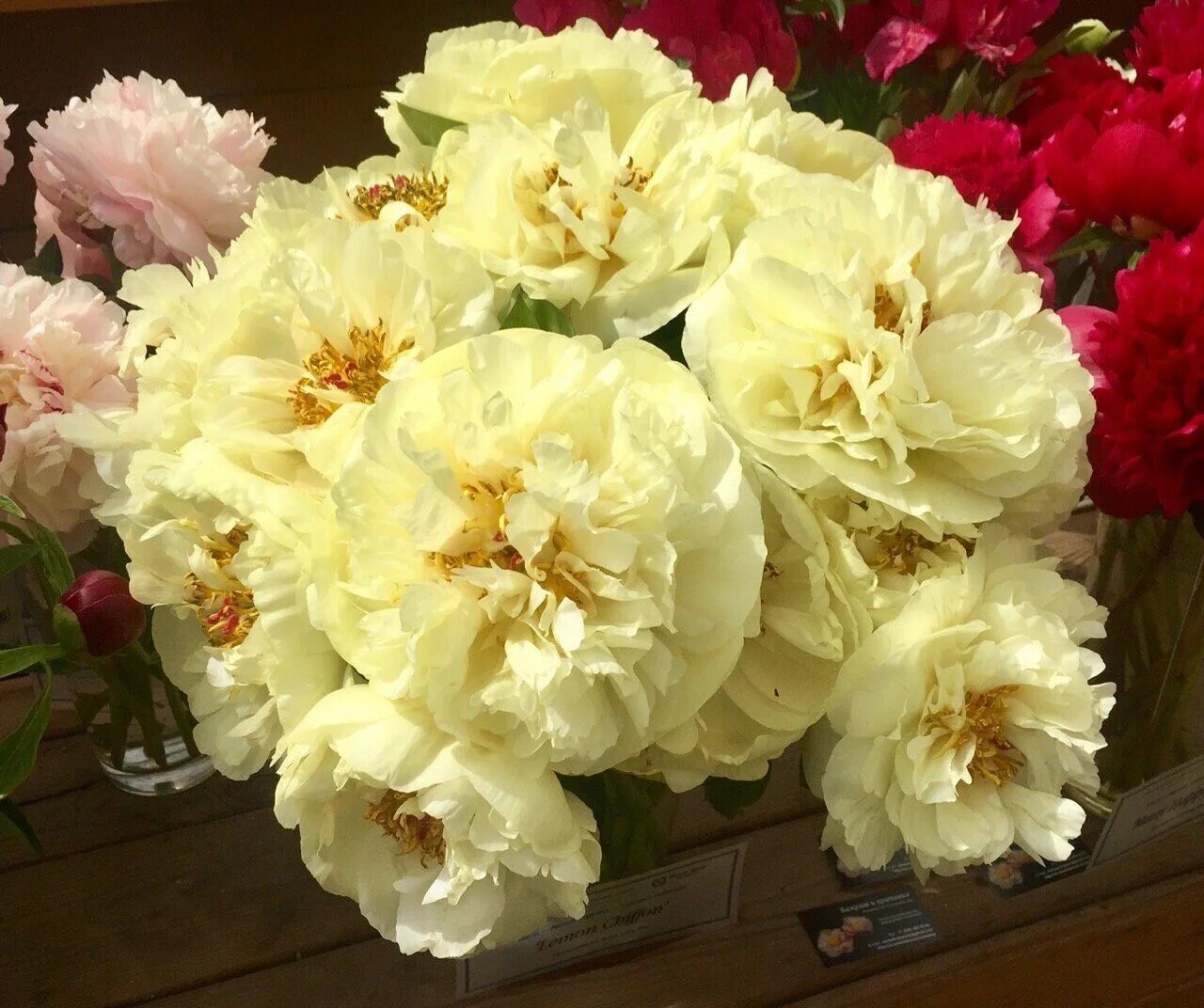 Lemon Chiffon Beautiful flowers, Peonies, Flowers