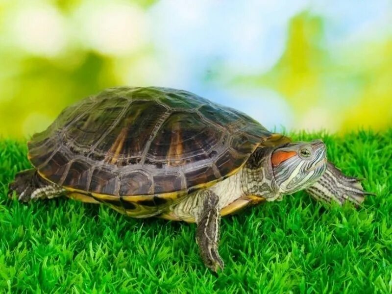 Сколько лет живут красноухие. Среднеазиатская красноухая черепаха. Красноухая черепаха сухопутная. Красноухая черепаха домашняя. Американская красноухая черепаха.