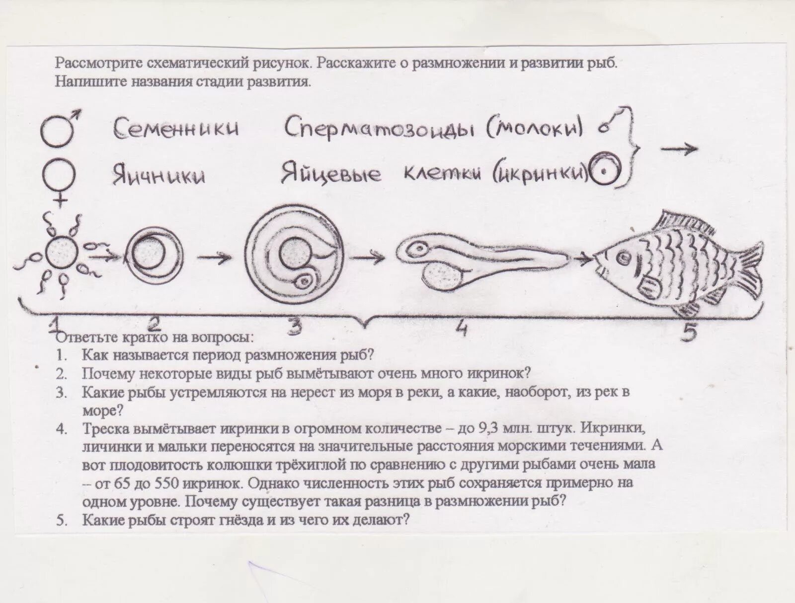 Стадии развития рыбы схема. Названия стадий развития рыбы. Этапы размножения рыб. Цикл развития рыбы схема.