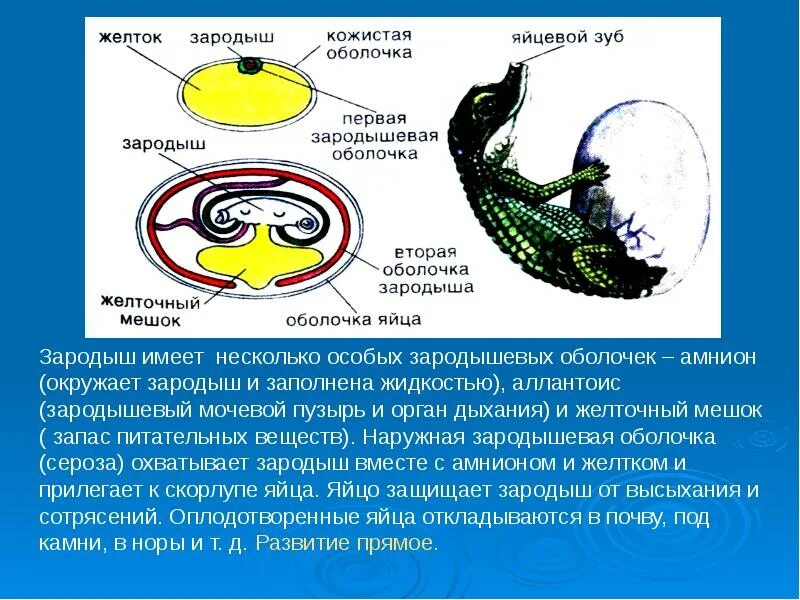 Строение яйца птицы амнион. Оболочки зародыша амниот. Зародышевые оболочки яйца рептилий. Амнион хорион аллантоис рептилий. Для размножения пресмыкающихся характерно внутреннее оплодотворение