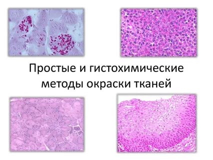 Гистохимия