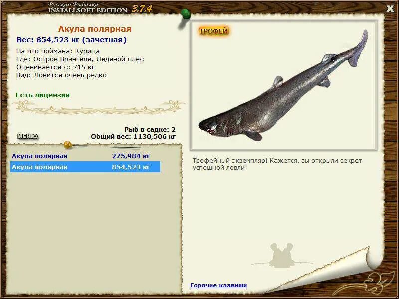 полярная акула размеры и вес. белая акула реальная рыбалка. акула полярная русская рыбалка. акула полярная русская рыбалка красоты шотландии. гигантская акула реальная рыбалка информация.