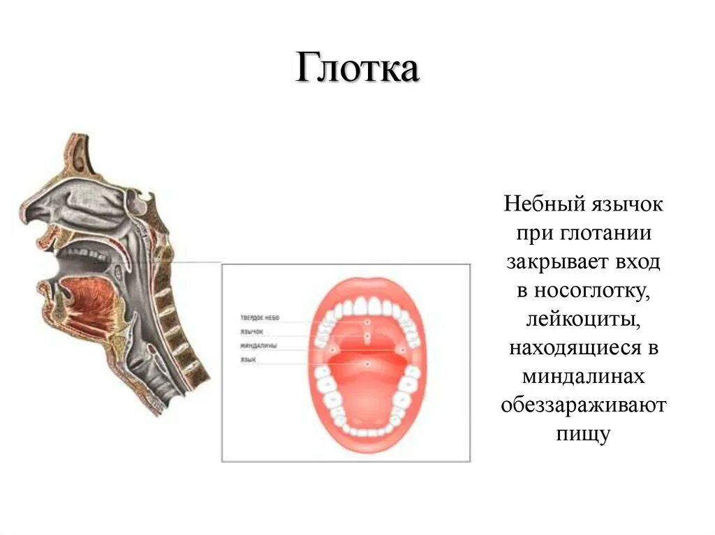 Глотка.