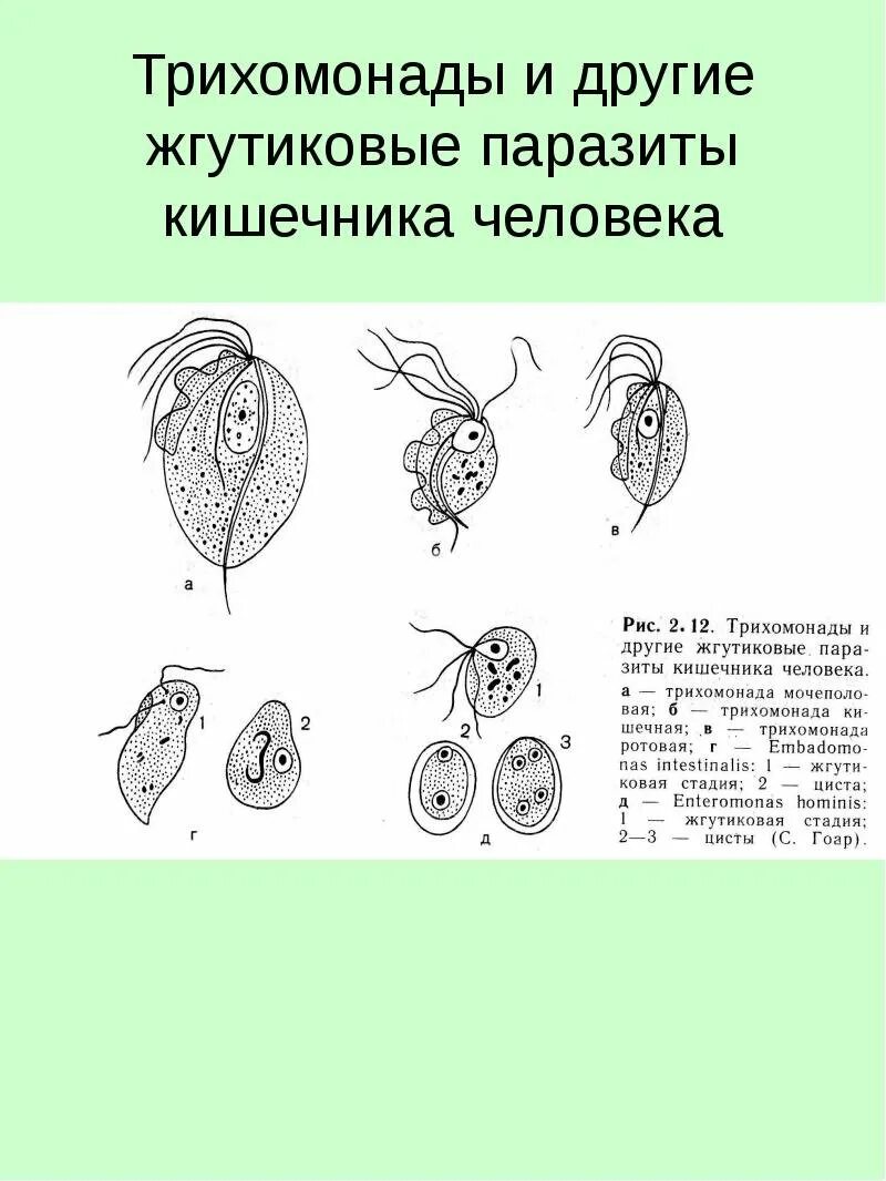 Внутриклеточные паразиты паразитология. Жгутиковые паразиты трихомонады. Паразитические простейшие трихомонада. 1 Одноклеточные паразиты.