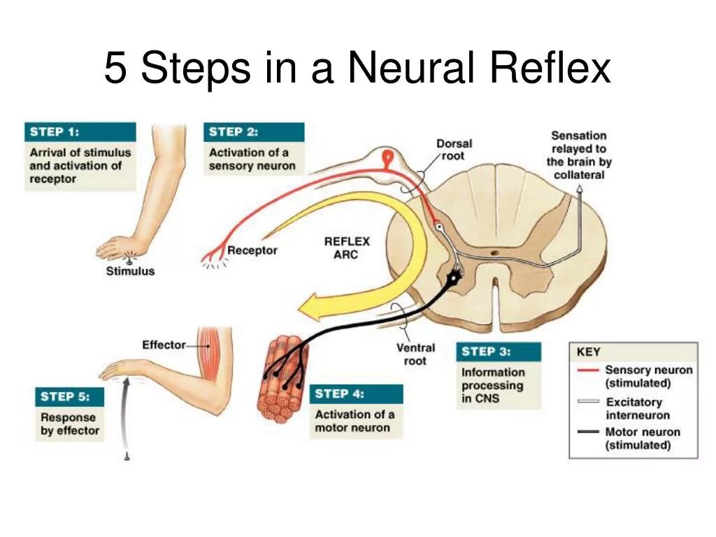 Spinal Reflex Arc. Reflex Arc Complex. Spinal Cord simple Reflex Arc.