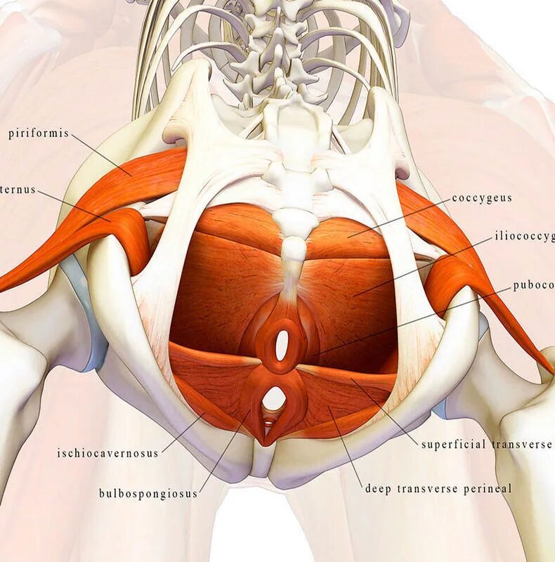 Фасции мочеполовой диафрагмы. Мышцы дна малого таза анатомия. Мышцы тазового дна у женщин. Мышцы тазового дна у женщин анатомия. Мышцы малого таза и тазового дна.