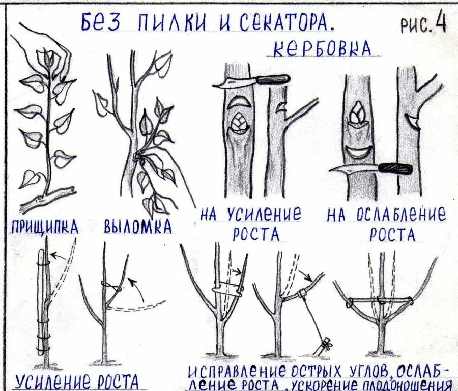 Кербовка плодовых деревьев. Кербовка плодовых. прищипка плодовых деревьев. кербовка яблонь. обрезка плодовых деревьев.