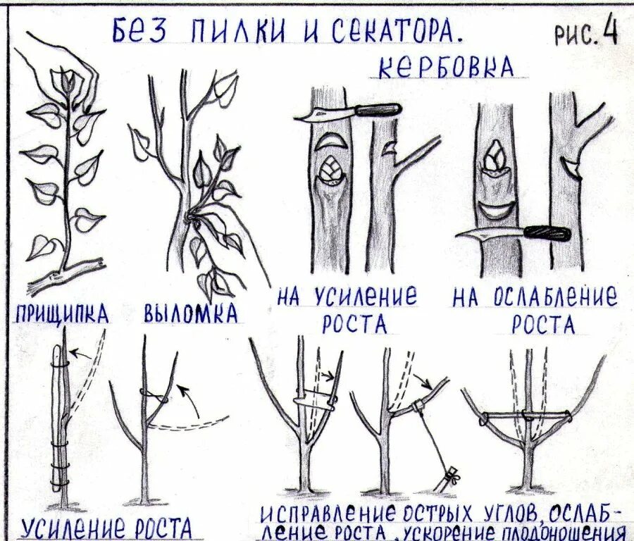 Кербовка плодовых. Кербовка плодовых деревьев. Прищипка плодовых деревьев. Кербовка плодовых деревьев весной. Кербовка почек на дереве это.