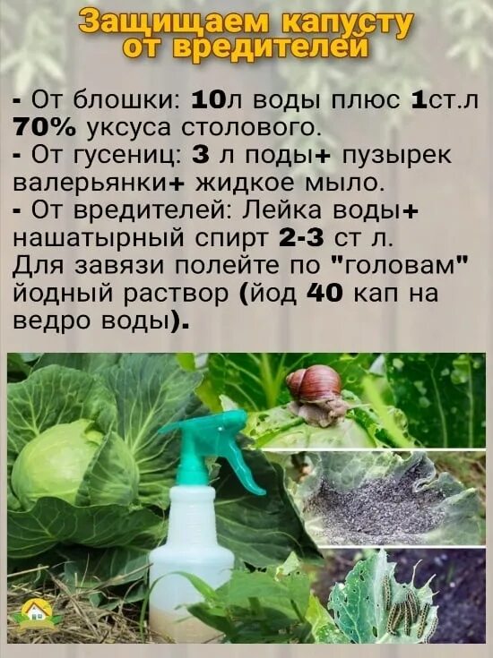 Обработка капусты уксусом от вредителей рецепт