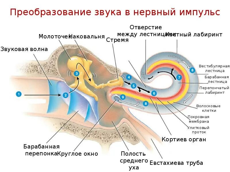 Слуховой анализатор анализатор. Нервный Импульс в слуховом анализаторе. Слуховой анализатор улитка строение и функции. Анатомия звукового анализатора. Чувствительные клетки внутреннего уха