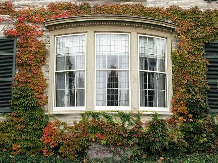 Window wiki