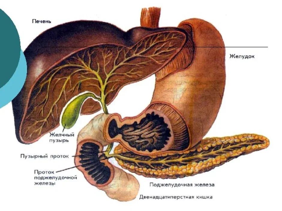 Орган имеет протоки открывающиеся в двенадцатиперстную кишку. Печень желчный пузырь поджелудочная железа анатомия. Печень поджелудочная железа желчный пузырь. Санториниев проток поджелудочной железы. Протоки поджелудочной железы анатомия.