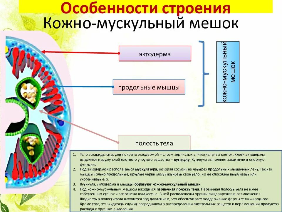 Мускульный мешок круглых червей. Кожно сускульных мешок круговх червей. Кожно мышечный мешок у круглых червей. Строение кожно мускульного мешка круглых червей. Функции кожно мускульного мешка у круглых червей.