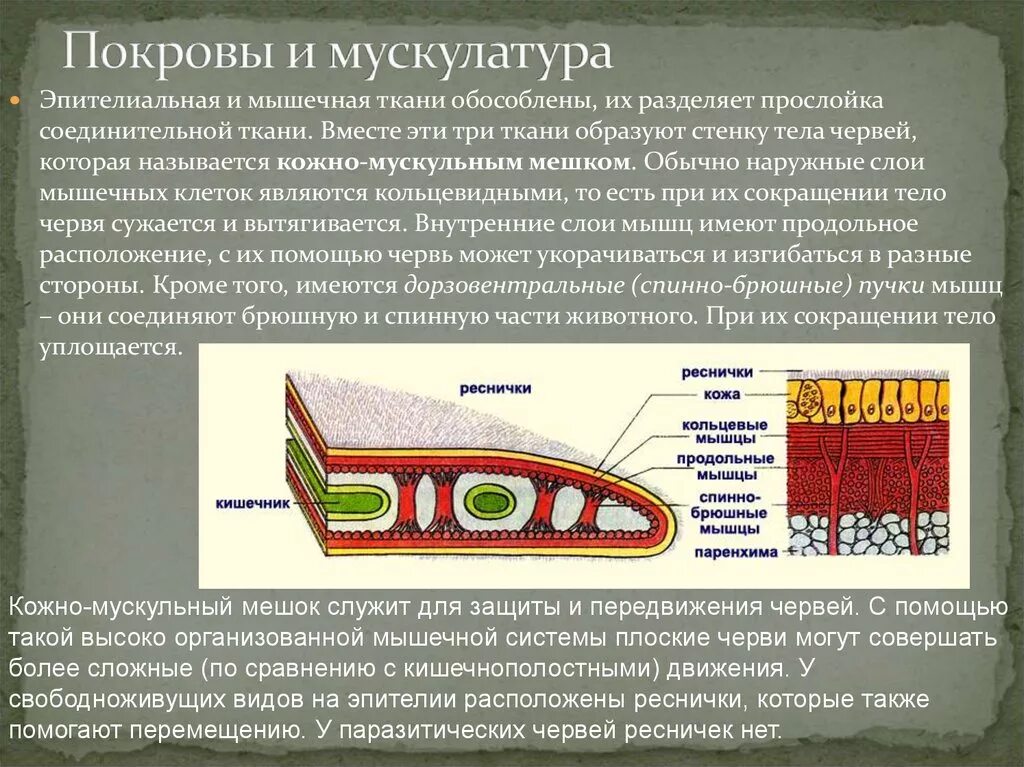 Кожно мускульный мешок паренхима плоские черви. Строение кожно мускульного мешка плоских червей. Покровы тела плоских червей 7 класс. Строение кожно мускульного мешка.